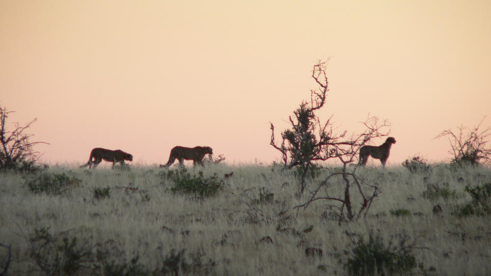 Etendeka Mountain Camp